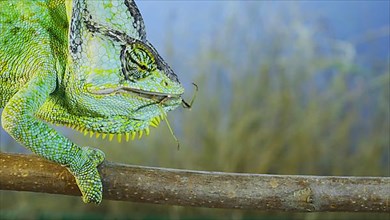 Close up of Veiled chameleon,