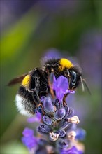 Bee on a lavender blossom, Hofheim-Lorsbach