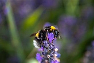 Bee on a lavender blossom, Hofheim-Lorsbach