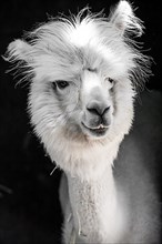 White funny alpaca,