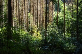 Forest dieback in Geisenheim, Rheingau