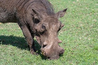 Common warthog,