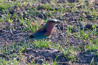 Lilac-breasted roller,