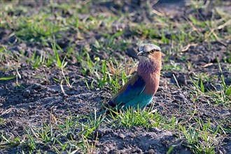 Lilac-breasted roller,