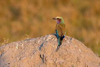 Lilac breasted roller,