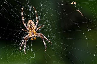 European garden spider,