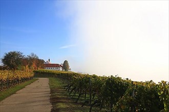 Rising fog in the vineyard near Volkach with a view of Vogelsburg Castle. Volkach, Kitzingen