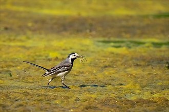 White wagtail,