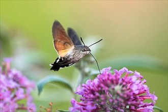 Hummingbird hawk-moth,