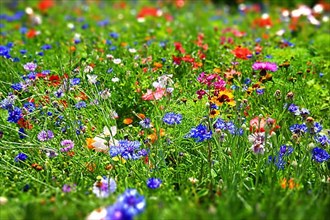 Colourful flower meadow with various wild flowers with tilt-shift effect,