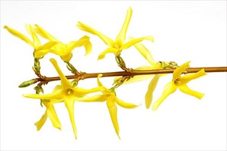 Flower of the forsythia, Forsythia intermedia suspensa