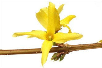 Flower of the forsythia, Forsythia intermedia suspensa