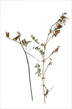 Medicinal plant Bird's vetch, Vicia cracca