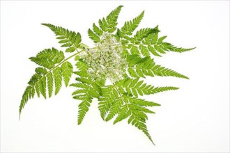 Flower and leaves of sweet cicely, Myrrhis odorata