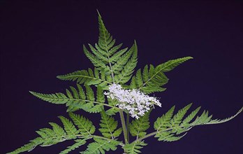 Flower and leaves of sweet cicely, Myrrhis odorata