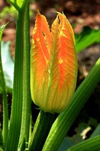 Flower of courgette,
