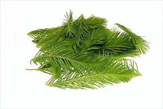Spruce tips, Piceae turiones recentes