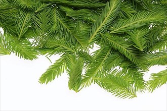 Spruce tips, Piceae turiones recentes