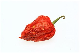 Dried chilli of the Bhut-Jolokia or Naga-Jolokia variety, a cultivated form of the pepper
