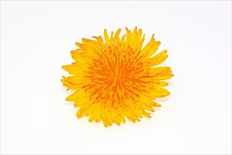 Dandelion flower,