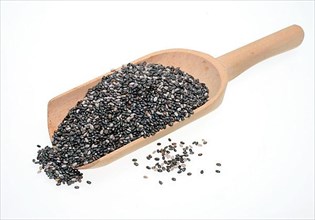 Mexican Chia, sage