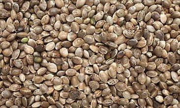 Hemp seeds or hemp nuts, Canabis sativa