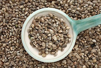 Hemp seeds or hemp nuts, Canabis sativa