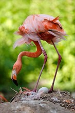 American flamingo,