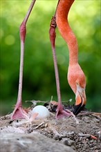American flamingo,