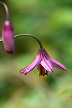 Emerging flower of a martagon lily,