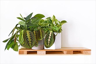 Tropical houseplants like Prayer Plant and Pothos on wooden pallet shelf hanging on white wall,