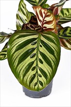 Detail of beautiful leaf of exotic Calathea Makoyana Prayer Plant with beautiful pattern,