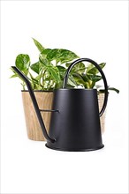 Black retro style metal watering can in front of tropical house plants isolated on white background,