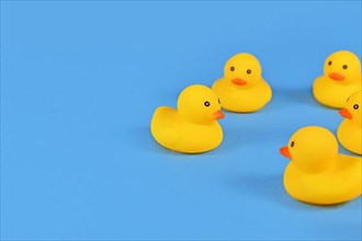Yellow rubber ducks on blue background with copy space,