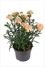 Orange 'Dianthus Caryophyllus' flowers in pot on white background,