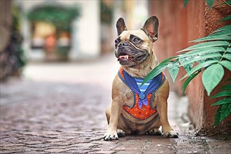 Fawn French Bulldog wearing a sailor dog harness with collar sitting in city street with blurry background,