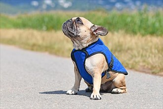 Sitting French Bulldog wearing blue cooling vest harness to lower body temperature on hot summer day,