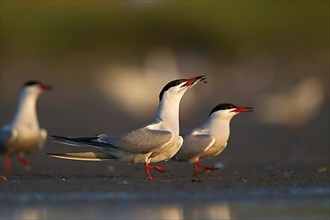 Common Tern,