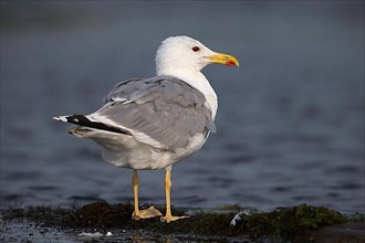 Yellow-legged gull,