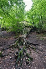 Tree roots in the Drachenschlucht, a gorge near Eisenach in the Thuringian Forest in the nature reserve "Forests with gorges between Wartburg and Hohe Sonne"