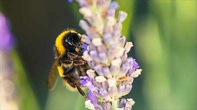 Buff-tailed Bumblebee, Bombus terrestrisÂ on lavender flowers