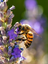 European Honey Bee,