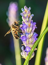 European Honey Bee,