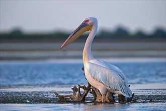 Great white pelican,