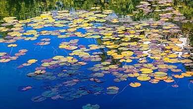 Coloured water lily petals in the water lily pond, Gardens of Trauttmansdorff Castle