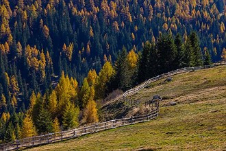 Alpine meadow with wooden fence, behind it tree tops in autumnal colours in the evening sun