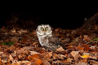 Tengmalm's owl,