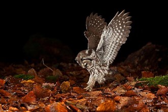 Tengmalm's owl,