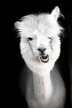 Funny white alpaca,