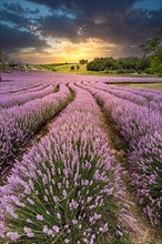Lavender, purple blossom